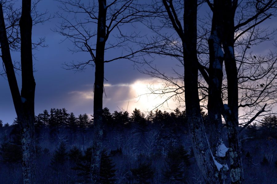forest, nature, sunset, clouds, snow, trees, winter