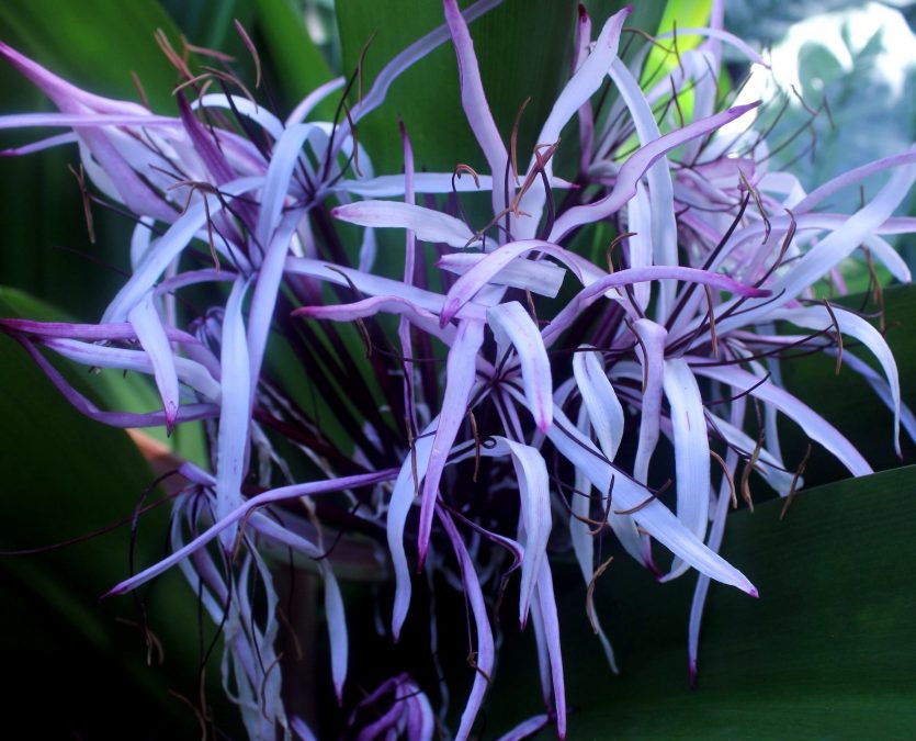 bông hoa khổng lồ, nhện lily Hoa