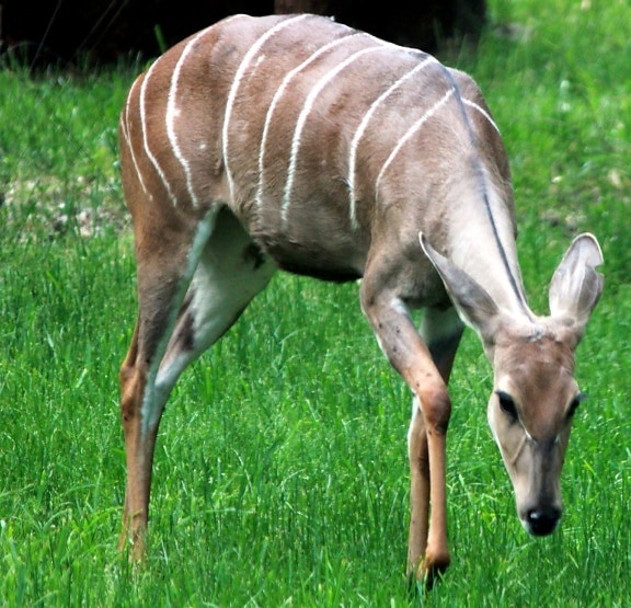 antilopy Kudu