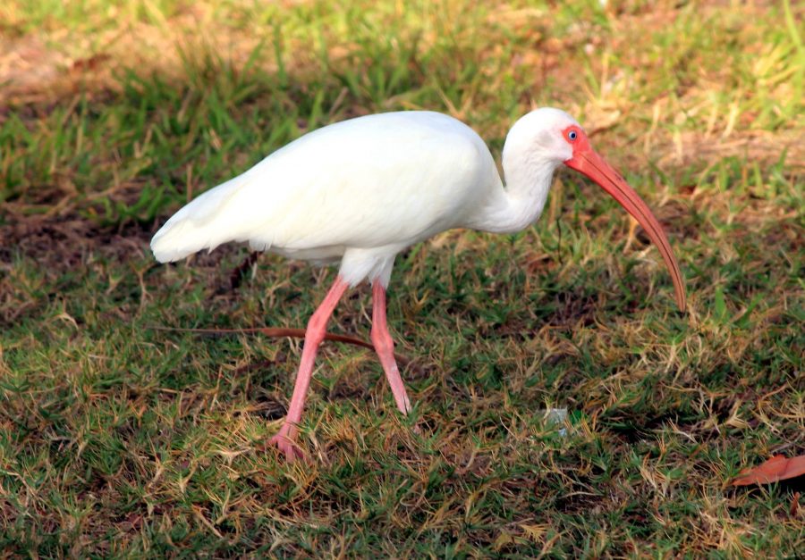 hvid ibis fugl