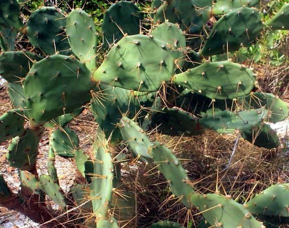 kaktus opuncia