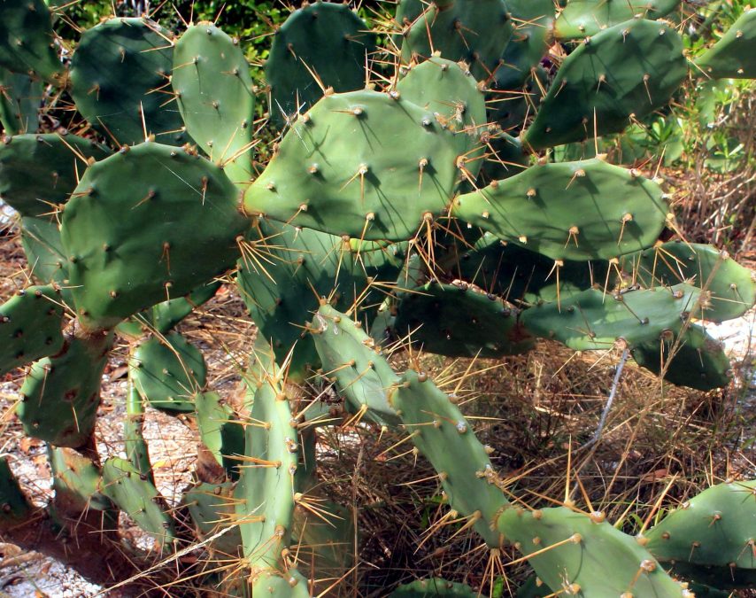 Kaktusy opuncje