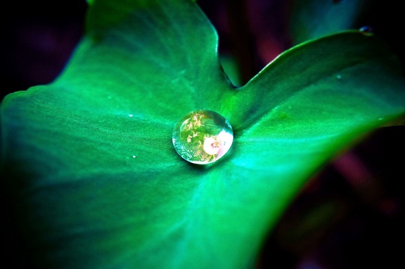 water, droplet, center, leaf
