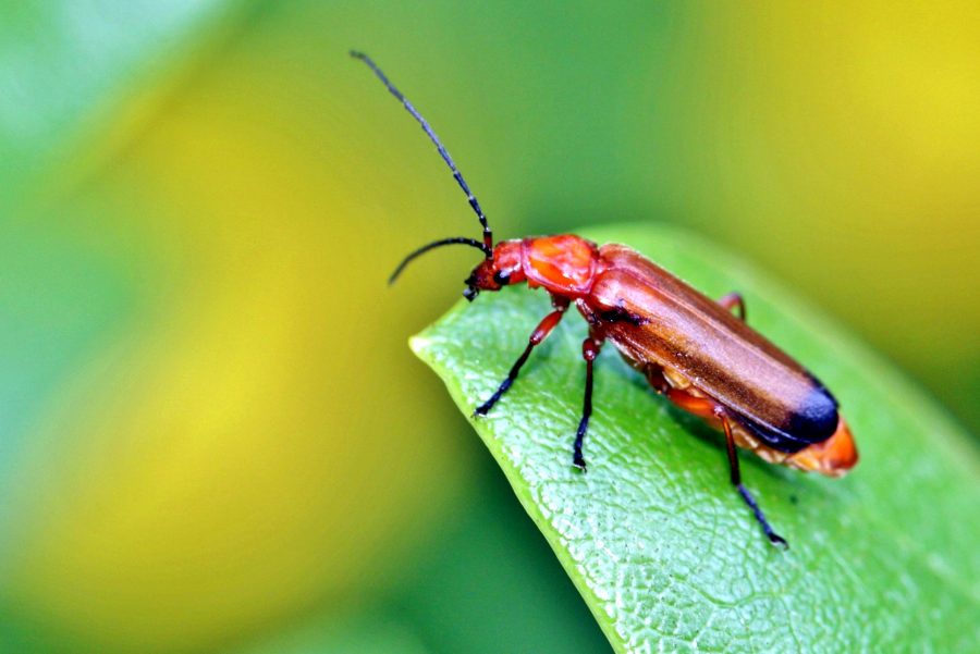 bug kumbang merah, daun