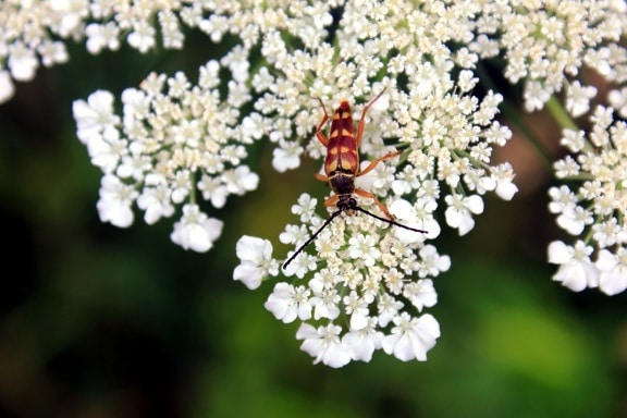 Insekten, Käfer, weiße Blüten