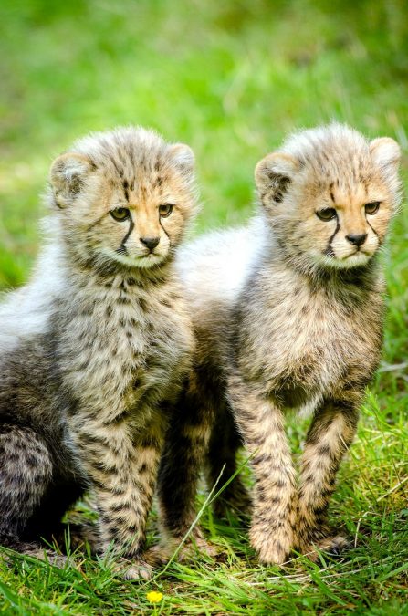cheetah cubs, animals
