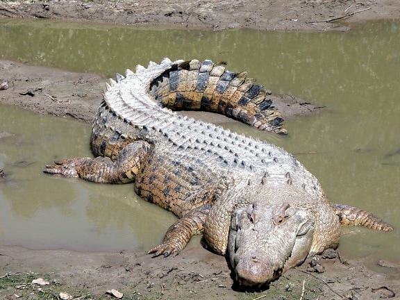 saltvann krokodille