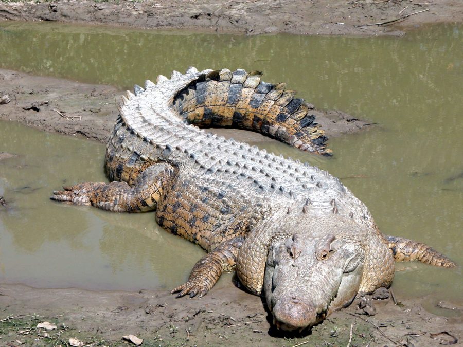 crocodil de apă sărată