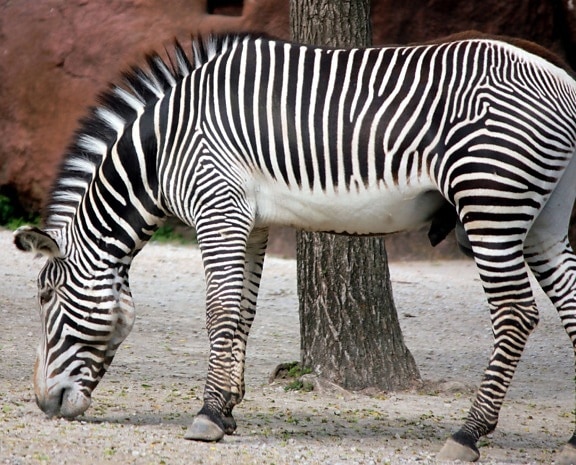 gefährdete Zebra, Tier