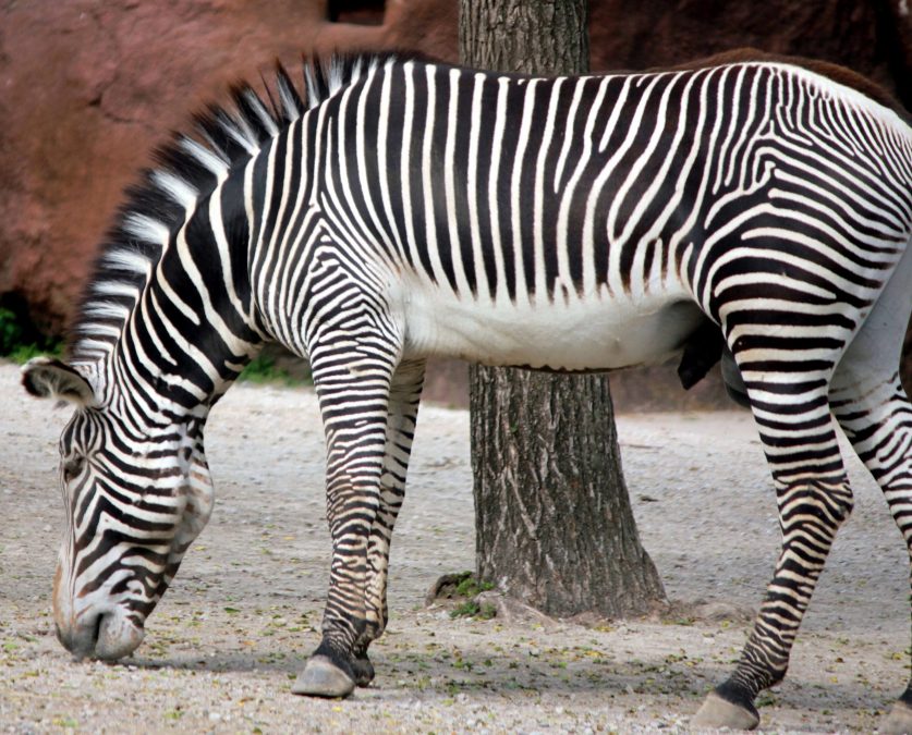 bedreigde zebra, dier