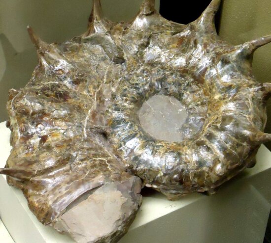 shell, ammonite shell remains
