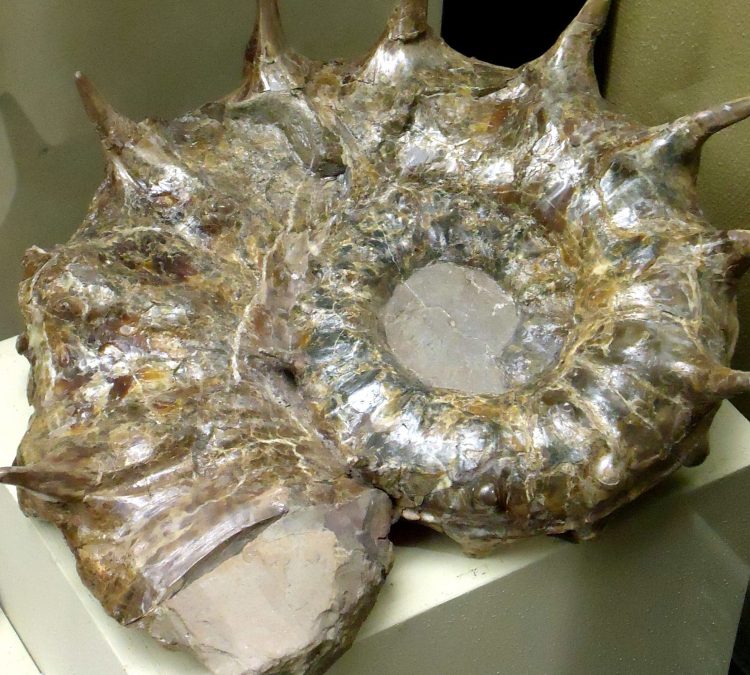 concha, restos de conchas de ammonites
