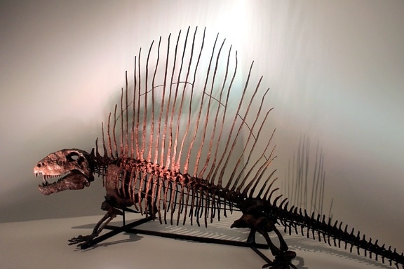 Dimetrodon, schelet