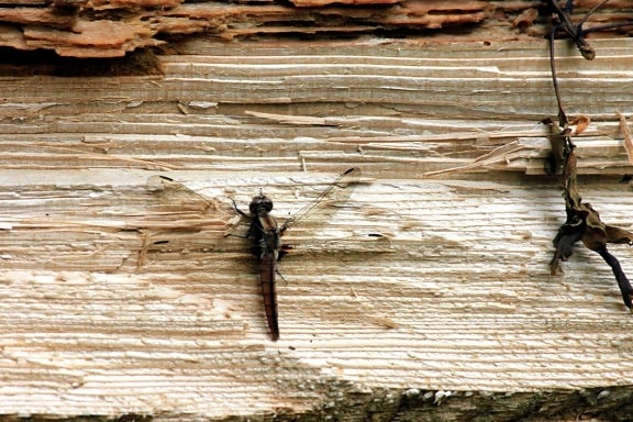 Dragonfly, insekt