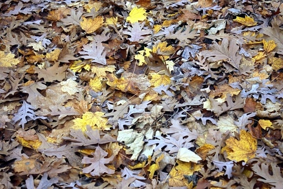 feuilles, automne, forêt