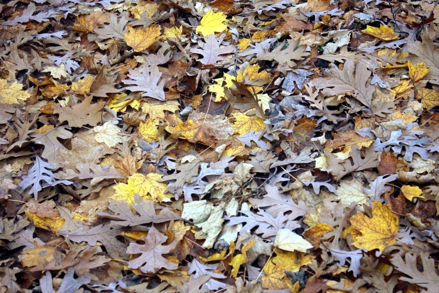 list, jesen, šuma