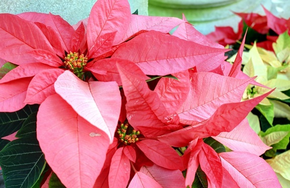 poinsettia plant, big red leaves