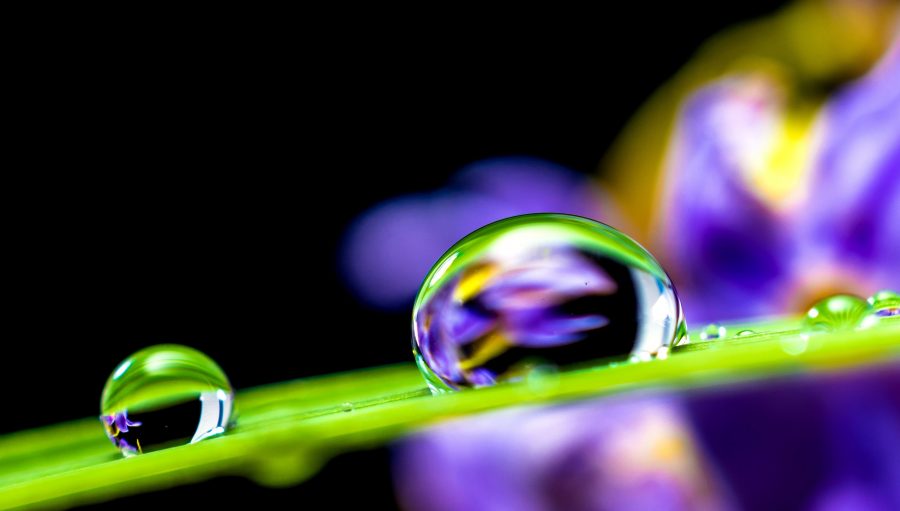 water droplet, leaf