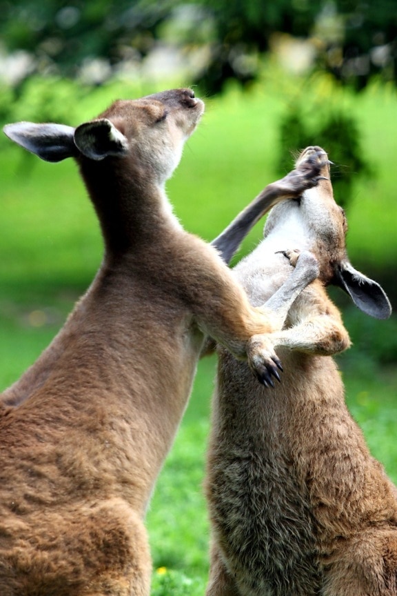kangoeroes vechten
