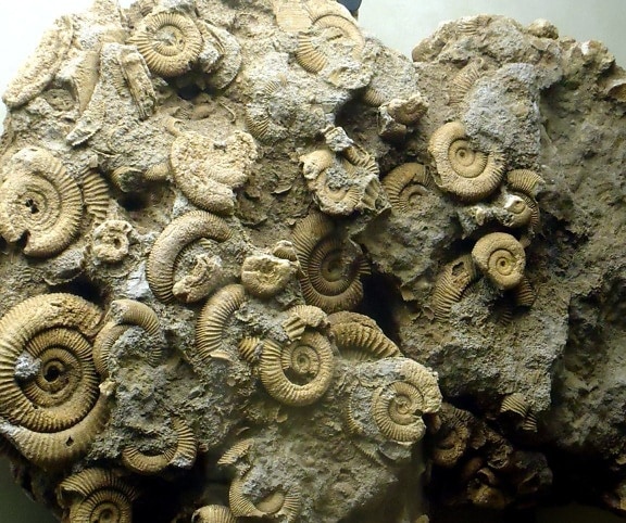 small ammonites rock, fossil