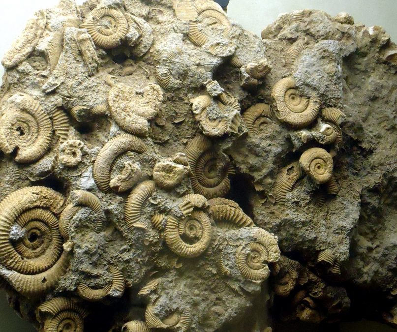 nhỏ ammonites rock, hóa thạch