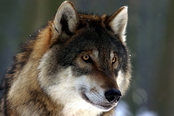 wild wolf, face