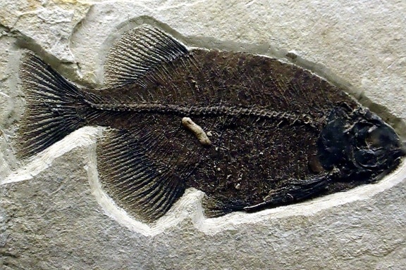 Phareodus Tier, fossil