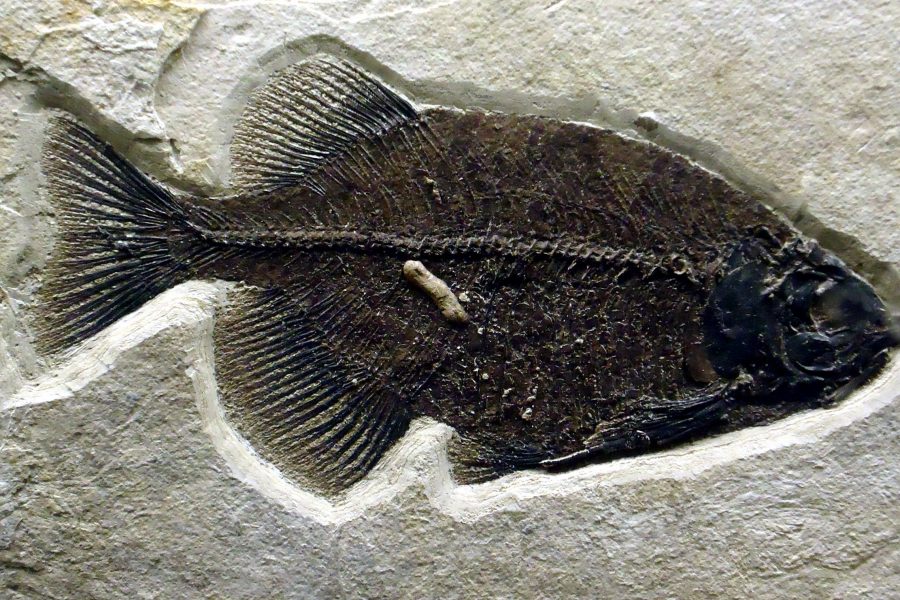 phareodus dyr, fossile