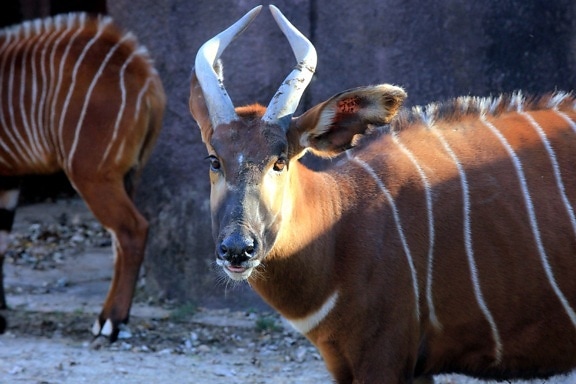 planine bongo antilope, afrički sisavac