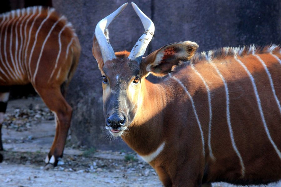 horské bongo antilopy, africké cicavce