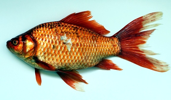 Златни рибки, животински