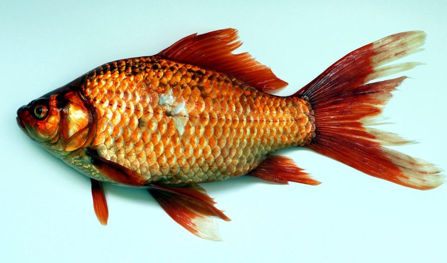 pesce rosso, animale