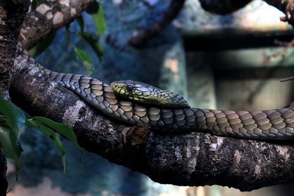 mamba-verde-ocidental, cobra