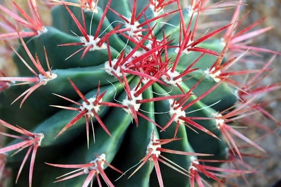 punainen kaktus, tynnyri kaktus
