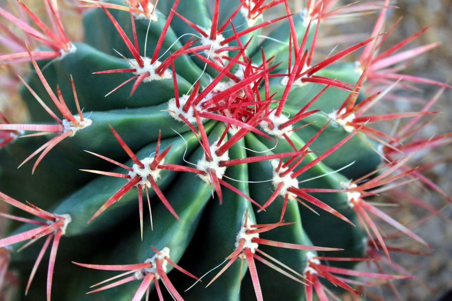 cactus rojo, biznaga