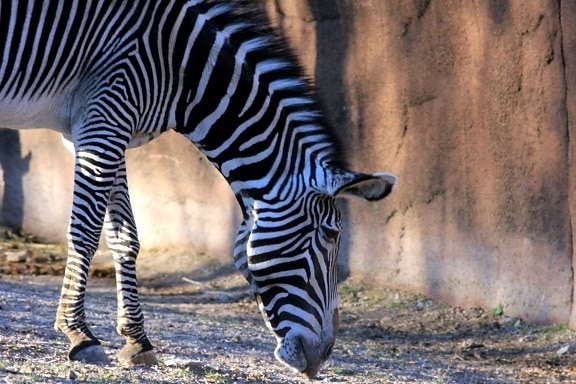 Imperial zebra