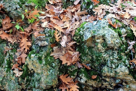 roccia, autunno, foglie