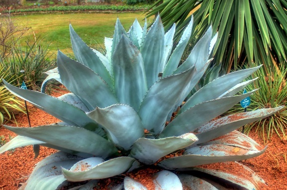 whales tongue agave, plant, cactus