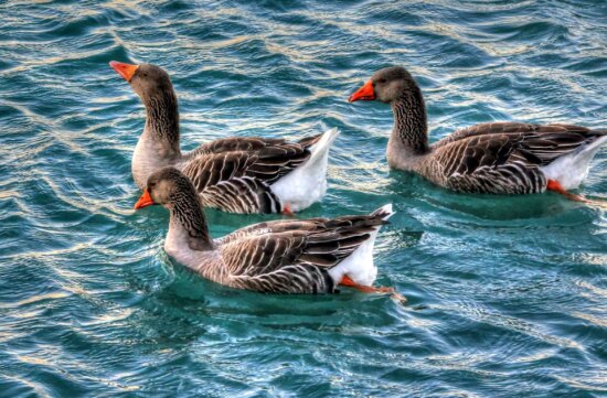 geese, swimming, water