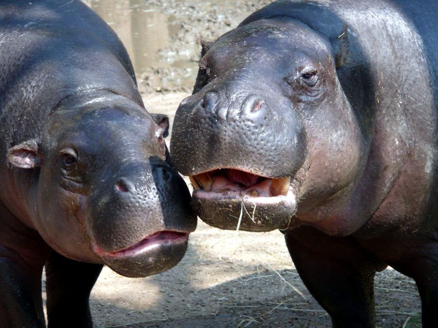 two hippo, animals