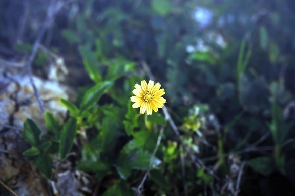 pétalo amarillo, flor, floración