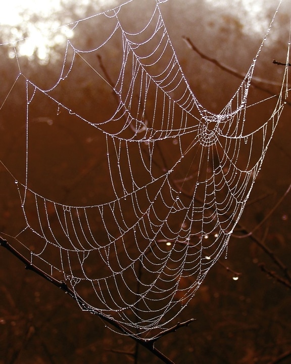 spindelnät, tråd, fälla, webb, våt