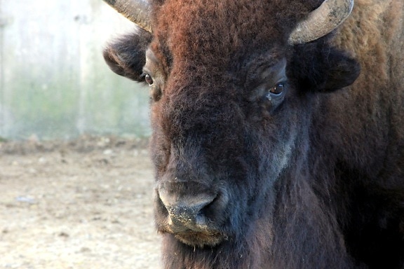 face, american bison