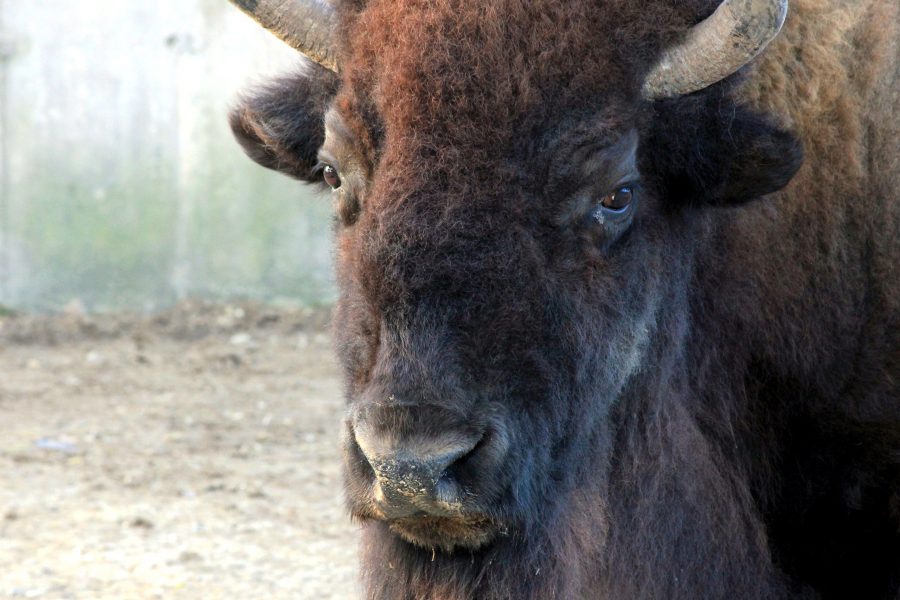 visage, bison américain