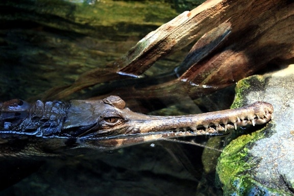 cá sấu Ấn Độ động vật
