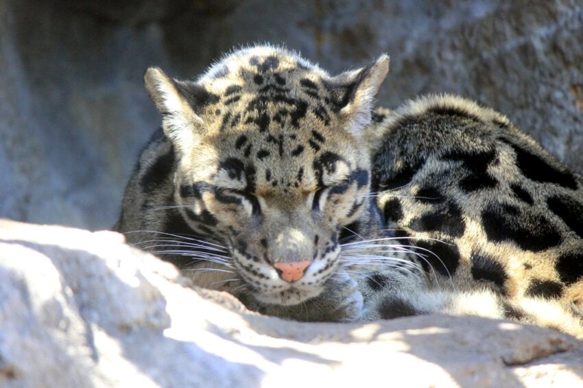 Free picture: clouded leopard