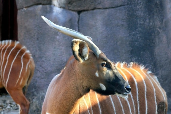 antilopy bongo horský
