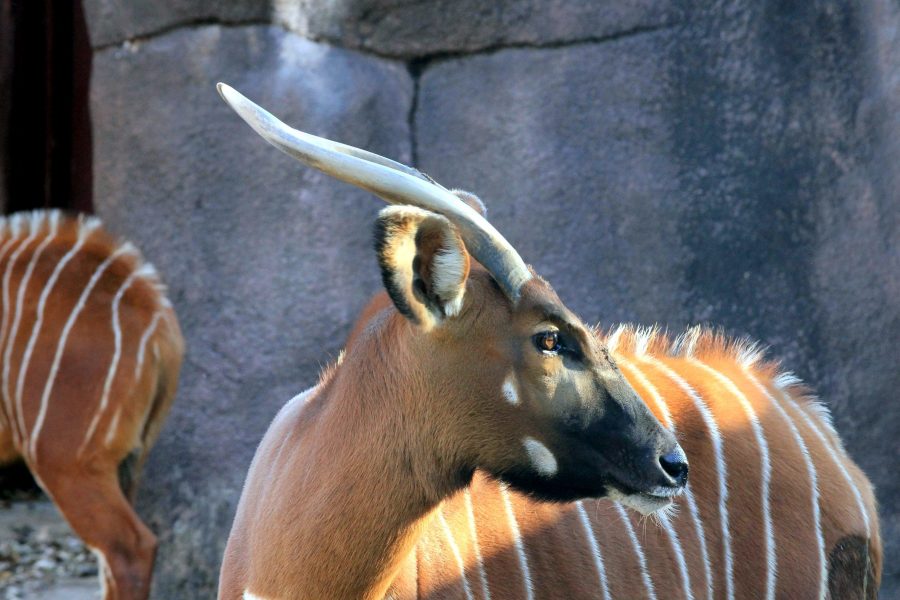 Mountain bongo antiloper