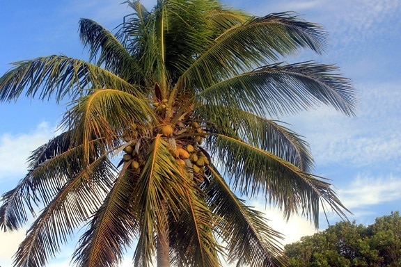 Free picture: palm tree, blue sky, coconut, palm