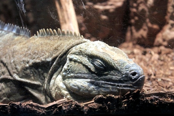 Jamaicanska iguana, ödla